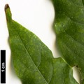 SpeciesSub: var. macrostachya
